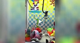 Best prize: a cat climbed into a toy machine