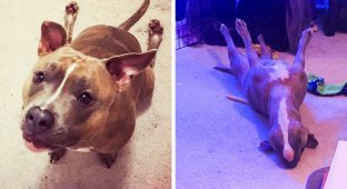 Meet Lila, a pit bull whose quirks only add to her charm (12 photos)