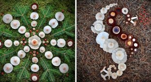 Шедевры природы: Финка создаёт картины из диких грибов (24 фото)