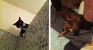 Animals that have no idea what personal space is (13 photos)