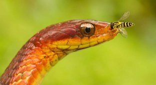 50 восхитительных змей (50 фото)