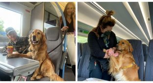 Очаровательный золотистый ретривер всегда находит новых друзей в поезде (18 фото + 1 видео)
