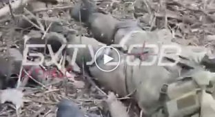 Подборка видео с пленными и убитыми в Украине. Выпуск 76