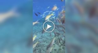 На Гавайях ныряльщица встретила под водой редкого вымирающего тюленя-монаха