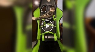 Купил себе игровое кресло