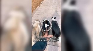 Пес не прошел провеку