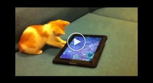 Котенок играет с планшетным аквариумом