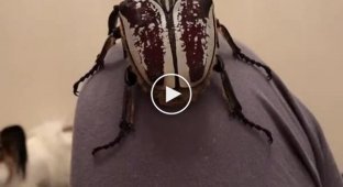 Вражаючий розмір жука-голіафа