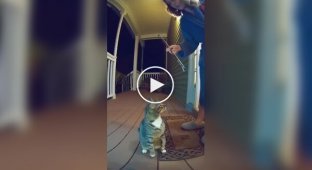 Ночные выступления нейрокота