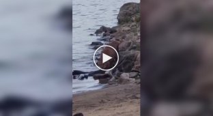 Lynx cub vs. fish: Epic battle for the catch