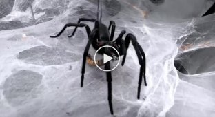 Кормление паука