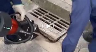 Capybara stuck in a sewer hatch