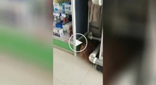 “It’s time to get a vacuum cleaner”: the cat showed that the pharmacy urgently needs cleaning