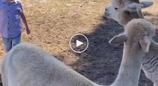 Child and alpaca