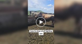 Как отогнать от себя быка