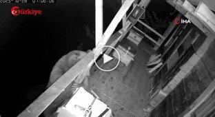 В Турции голодный медведь забрался на балкон жилого дома за медом