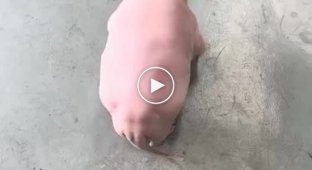 Some strange pig