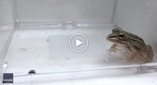Жук-водолюб - невбивна комаха, яку неможливо з'їсти
