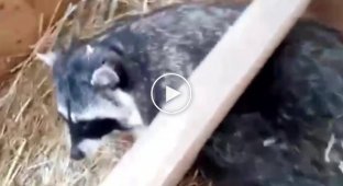 Упитанные еноты из Московского зоопарка приготовились к зимней спячке