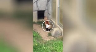Красная панда испугалась камня