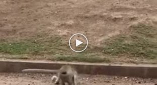 The monkey draws a protective circle