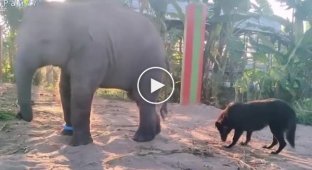 The dog and the baby elephant did not share the territory of the enclosure