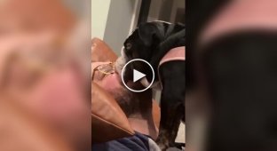 “I'll sleep here”: a dog fell asleep standing on its owner