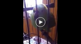 Плачущий попугай