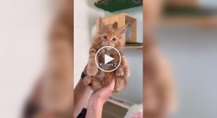 В кошачьем принтере кончилась краска