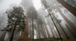 Sequoias - ancient giants (14 photos)
