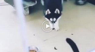 The cat raises the husky with the help of blows