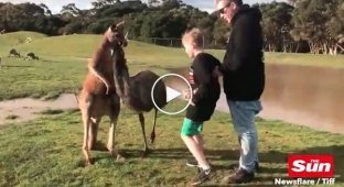 Агрессивный кенгуру ударил мальчика