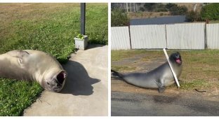 A seal terrorizes a small town in Australia (12 photos)