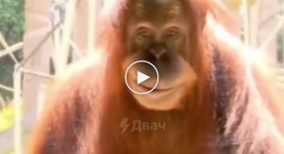 The glassy look and sinister smile of an orangutan