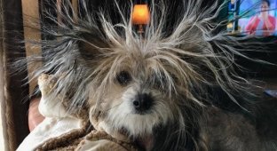 Pets and the magical power of static electricity (15 photos)
