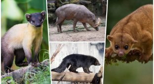 10 интересных животных, о которых мало кто знает (11 фото)