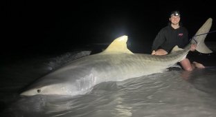 Рыбак неожиданно поймал почти четырехметровую акулу (2 фото + 1 видео)