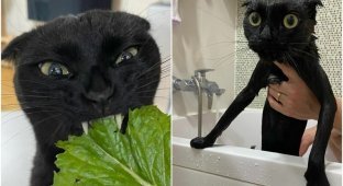 Чёрный котяра стал знаменитостью Инстаграма - и смешит тысячи людей (30 фото)