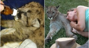 Volunteers saved a blind puma baby - and he grew into a handsome man (15 photos)