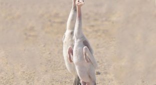 Сокотрский баклан: его птенцы выглядят как шутка нейросетей (7 фото)