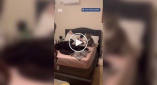 Пара пришла домой с работы и обнаружила в спальне коалу, которая хозяйничала в комнате