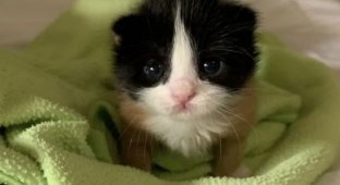 Китти — трёхцветная кошка, которая выглядит так, будто её собрали из разных запчастей (3 фото + 2 видео)