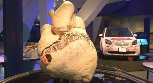 The story of how a blue whale's heart weighing more than 250 kilograms appeared in the museum (6 photos)