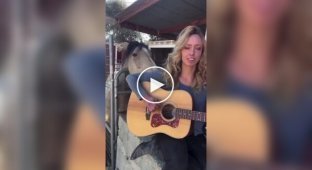 A horse - a musician