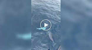 В водах Тайваня сняли редкого белого дельфина
