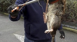 В Великобритании нашли самую крупную в стране крысу (2 фото)