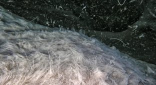 Мёртвая вода в океане. 99% морских животных погибает здесь за минуты (11 фото)