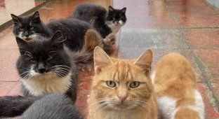 A horde of feral cats disturbed the peace of the Scottish island of Barra (7 photos)
