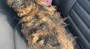 Смотрите трансформацию собаки, которую ошибочно приняли за старый парик (4 фото)