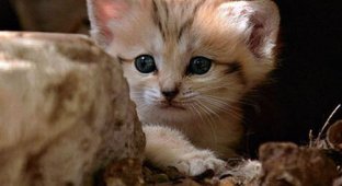 Котенок песчаной кошки (13 фото)